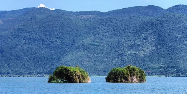 石屏异龙湖湿地景观