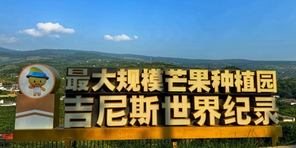 华坪万亩芒果园丰收季节