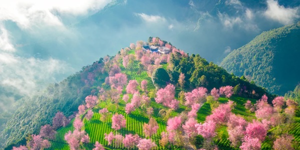 景东无量山樱花谷