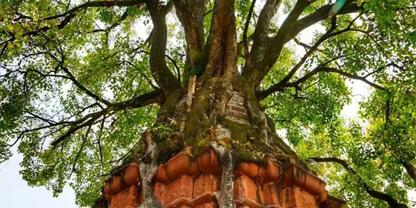 景谷勐卧总佛寺