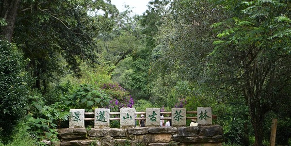 澜沧景迈山古茶林