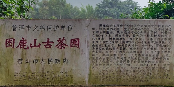 宁洱困鹿山古茶园