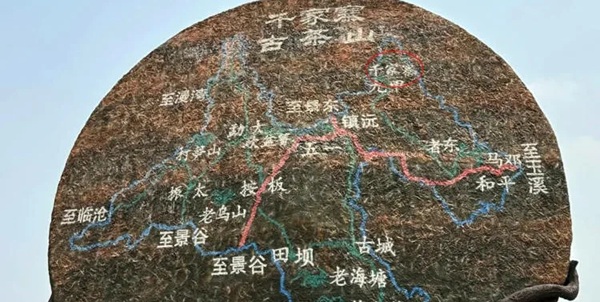 镇沅千家寨茶树王