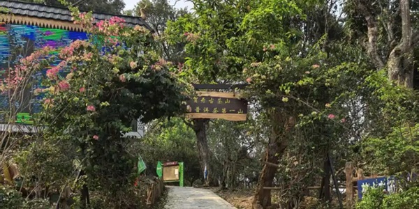 勐海贺开古茶树与傣族村落