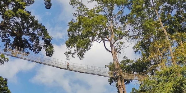 勐腊望天树空中走廊俯瞰雨林