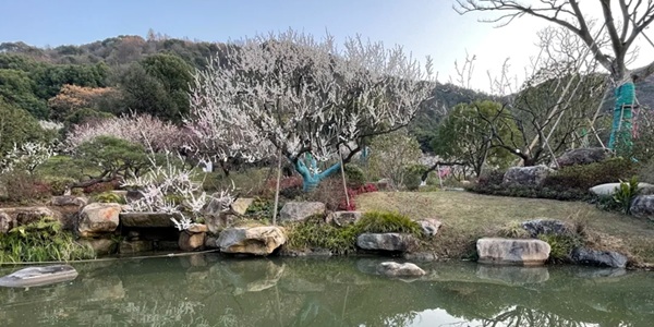 杭州临平超山梅花全景图
