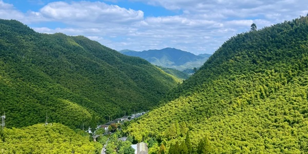 安吉县中国大竹海全景图