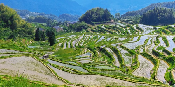 丽水云和梯田全景图